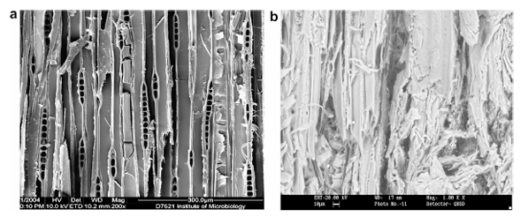 SEM photomicrographs of structure: (a) wood microstructure and (b) resinated wood particle microstructure.
